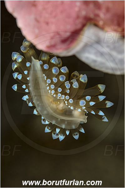 Island Korcula, Croatia, Adriatic sea, Mediterranean sea, Antiopella cristata, Antiopella, Janolidae, Crested aeolis, Nudibranch, Sea slug, Gastropoda, Mollusca