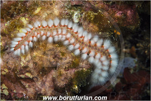Island Korcula, Croatia, Adriatic sea, Mediterranean sea, Hermodice carunculata, Hermodice, Amphinomidae, Bearded fireworm, Fireworm, Worm, Polychaeta, Excited