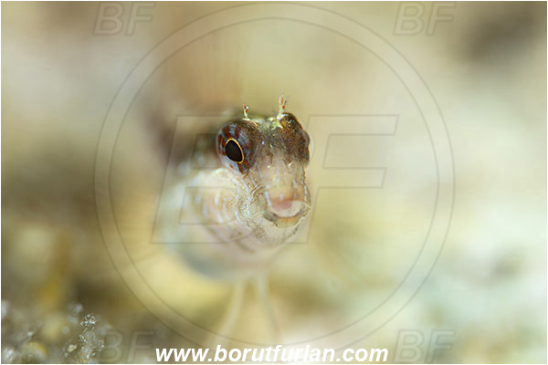 Island Korcula, Croatia, Adriatic sea, Mediterranean sea, Parablennius zvonimiri, Parablennius, Blenniidae, Zvonimir