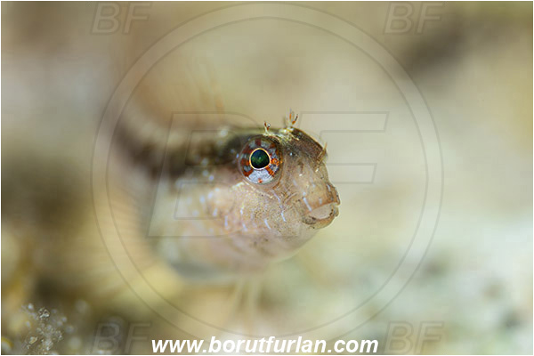 Island Korcula, Croatia, Adriatic sea, Mediterranean sea, Parablennius zvonimiri, Parablennius, Blenniidae, Zvonimir