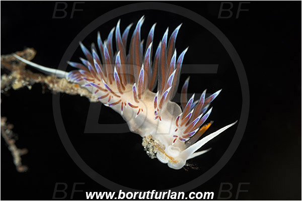 Island Murter, Croatia, Adriatic sea, Mediterranean sea, Cratena peregrina, Cratena, Facelinidae, Tricolor nudibranch, Nudibranch, Sea slug, Gastropoda, Mollusca