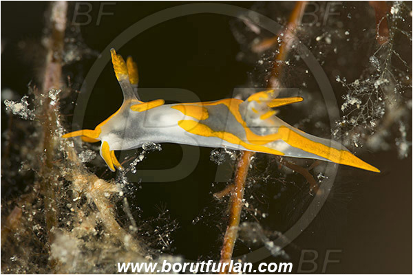 Island Murter, Croatia, Adriatic sea, Mediterranean sea, Trapania maculata, Trapania, Goniodorididae, Yellow sea slug, Nudibranch, Sea slug, Gastropoda, Mollusca