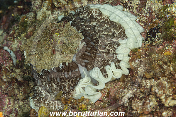 Island Murter, Croatia, Adriatic sea, Mediterranean sea, Umbraculum umbraculum, Umbraculum, Umbraculidae, Umbrella slug, Sea snail, Gastropoda, Mollusca, Mollusc, Egg release, Eggs