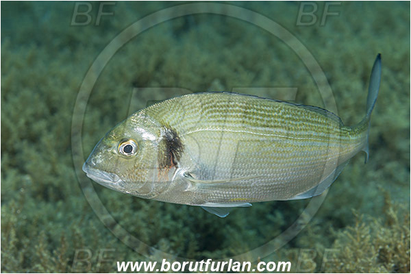 Island Murter, Croatia, Adriatic sea, Mediterranean sea, Sparus aurata, Sparus, Sparidae, Gilthead seabream, Bream, Fish