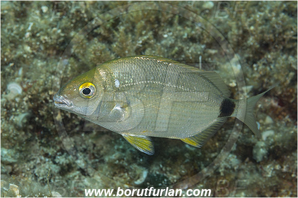 Island Murter, Croatia, Adriatic sea, Mediterranean sea, Diplodus annularis, Diplodus, Sparidae, Annular seabream, Seabream, Fish