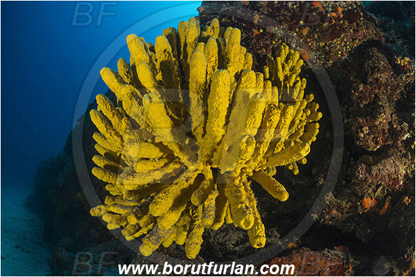 Island Kakan, Croatia, Adriatic sea, Mediterranean sea, Aplysina aerophoba, Aplysina, Aplysinidae, Yellow Tube Sponge, Golden Sponge, Sponge, Porifera, Reef