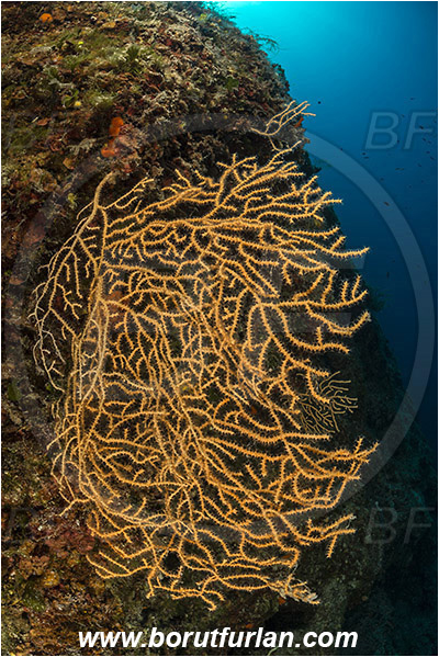 Island Kakan, Croatia, Adriatic sea, Mediterranean sea, Eunicella cavolini, Eunicella, Gorgoniidae, Yellow gorgonian, Sea fan, Coral, Cnidaria, Cnidarian, Reef
