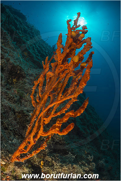 Island Kakan, Croatia, Adriatic sea, Mediterranean sea, Axinella cannabina, Axinella, Axinellidae, Red Axinella sponge, Red branching sponge, Sponge, Porifera, Reef