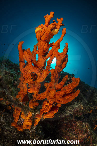 Island Kakan, Croatia, Adriatic sea, Mediterranean sea, Axinella cannabina, Axinella, Axinellidae, Red Axinella sponge, Red branching sponge, Sponge, Porifera, Reef