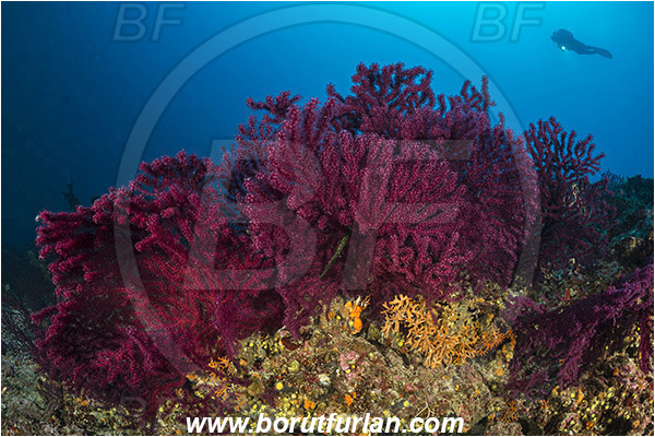 Island Zirje, Croatia, Adriatic sea, Mediterranean sea, Paramuricea clavata, Paramuricea, Plexauridae, Mediterranean gorgonian, Sea fan, Coral, Cnidaria, Cnidarian, Reef, Diver
