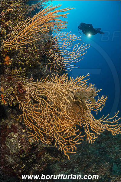 Island Zirje, Croatia, Adriatic sea, Mediterranean sea, Eunicella cavolini, Eunicella, Gorgoniidae, Yellow gorgonian, Sea fan, Coral, Cnidaria, Cnidarian, Reef, Diver