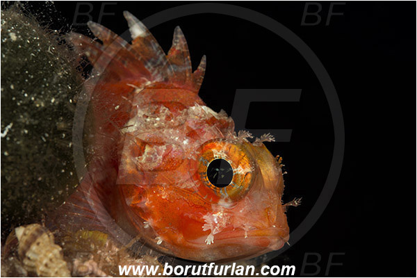 Island Murter, Croatia, Adriatic sea, Mediterranean sea, Scorpaena notata, Scorpaena, Scorpaenidae, Small red scorpionfish, Scorpionfish, Fish, Portrait