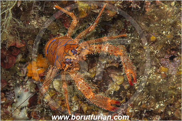 Island Murter, Croatia, Adriatic sea, Mediterranean sea, Galathea strigosa, Galathea, Galatheidae, Decapoda, Blue striped squat lobster, Squat lobster, Crustacea, Crustacean