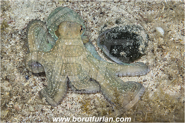 Island Murter, Croatia, Adriatic sea, Mediterranean sea, Octopus vulgaris, Octopus, Octopodidae, Common octopus, Cephalopoda, Mollusca, Mollusc