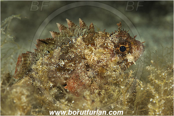 Island Murter, Croatia, Adriatic sea, Mediterranean sea, Scorpaena porcus, Scorpaena, Scorpaenidae, Brown scorpionfish, Scorpionfish, Fish