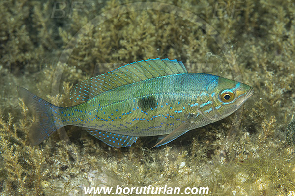Island Murter, Croatia, Adriatic sea, Mediterranean sea, Spicara maena, Spicara, Centracanthidae, Blotched picarel, Picarel, Fish
