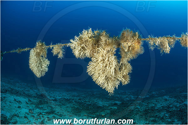 Kornati islands, Croatia, Adriatic sea, Mediterranean sea, Salmacina sp., Salmacina, Serpulidae, Colony of tangled tube worm, Worm, Polychaeta, Discarded fishing line, Fishing line, Reef