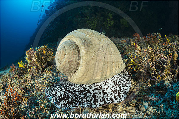 Kornati islands, Croatia, Adriatic sea, Mediterranean sea, Tonna galea, Tonna, Tonnidae, Giant tun, Tun shell, Sea snail, Gastropoda, Mollusca, Mollusc, Reef