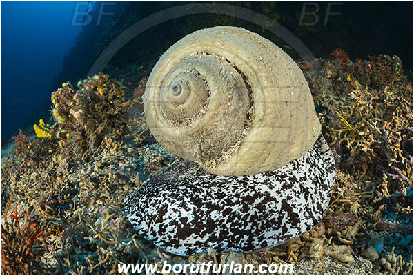 Kornati islands, Croatia, Adriatic sea, Mediterranean sea, Tonna galea, Tonna, Tonnidae, Giant tun, Tun shell, Sea snail, Gastropoda, Mollusca, Mollusc, Reef