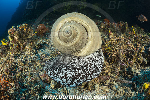 Kornati islands, Croatia, Adriatic sea, Mediterranean sea, Tonna galea, Tonna, Tonnidae, Giant tun, Tun shell, Sea snail, Gastropoda, Mollusca, Mollusc, Reef