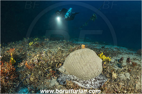 Kornati islands, Croatia, Adriatic sea, Mediterranean sea, Tonna galea, Tonna, Tonnidae, Giant tun, Tun shell, Sea snail, Gastropoda, Mollusca, Mollusc, Reef, Diver
