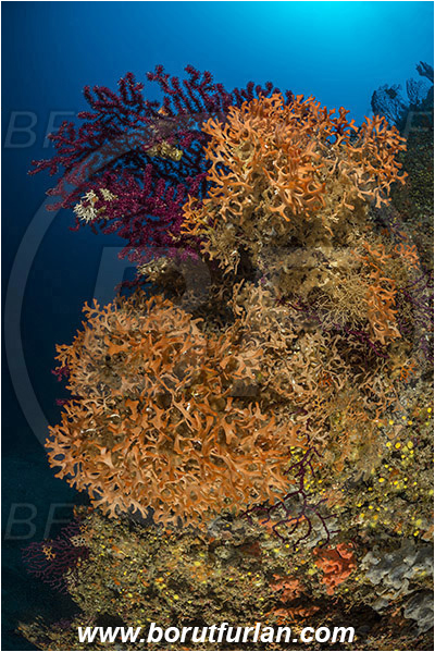 Kornati islands, Croatia, Adriatic sea, Mediterranean sea, Paramuricea clavata, Paramuricea, Plexauridae, Mediterranean gorgonian, Sea fan, Coral, Cnidaria, Cnidarian, Pentapora fascialis, Pentapora, Bitectiporidae, Bryozoa, Bryozoan, Reef
