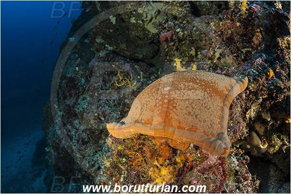 Kornati islands, Croatia, Adriatic sea, Mediterranean sea, Peltaster placenta, Peltaster, Goniasteridae, Penta starfish, Strafish, Asteroidea, Echinodermata, Echinoderm, Reef
