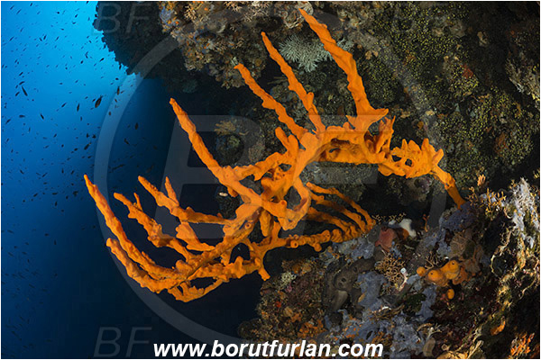 Kornati islands, Croatia, Adriatic sea, Mediterranean sea, Axinella cannabina, Axinella, Axinellidae, Red Axinella sponge, Red branching sponge, Sponge, Porifera, Reef