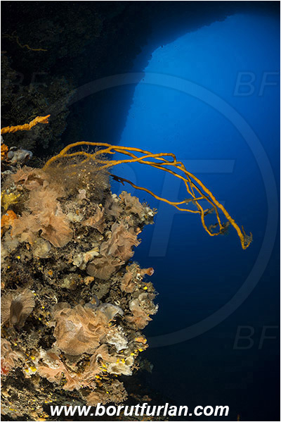 Kornati islands, Croatia, Adriatic sea, Mediterranean sea, Reteporella beaniana, Reteporella, Phidoloporidae, Bryozoa, Bryozoan, Reef, Cave