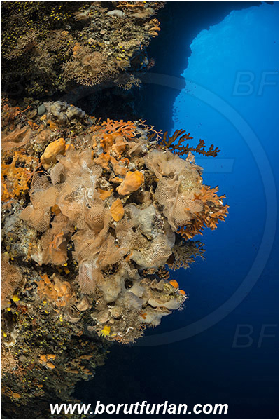 Kornati islands, Croatia, Adriatic sea, Mediterranean sea, Reteporella beaniana, Reteporella, Phidoloporidae, Bryozoa, Bryozoan, Reef, Cave