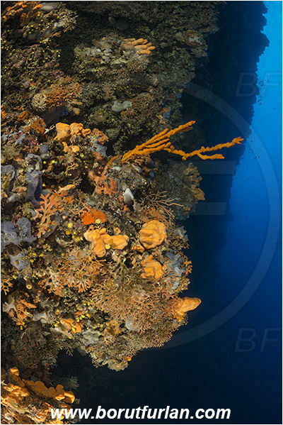 Kornati islands, Croatia, Adriatic sea, Mediterranean sea, Reef, Various benthic animals, Benthic animals