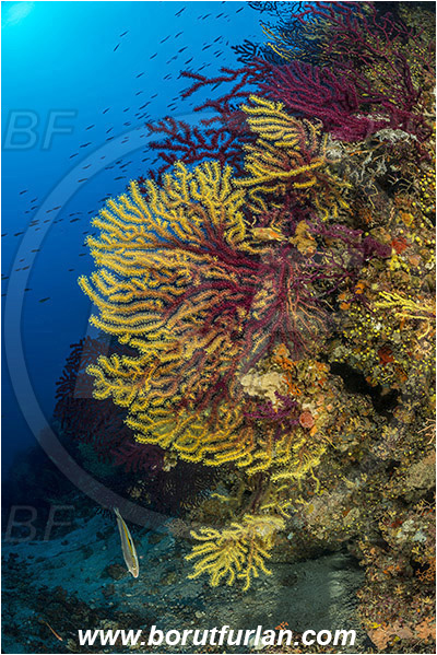 Island Zirje, Croatia, Adriatic sea, Mediterranean sea, Paramuricea clavata, Paramuricea, Plexauridae, Mediterranean gorgonian, Sea fan, Coral, Cnidaria, Cnidarian, Reef