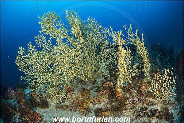 Island Zirje, Croatia, Adriatic sea, Mediterranean sea, Savalia savaglia, Savalia, Mediterranean Gold Coral, False Mediterranean Black Coral, Sea fan, Coral, Anthozoa, Cnidaria, Cnidarian, Reef