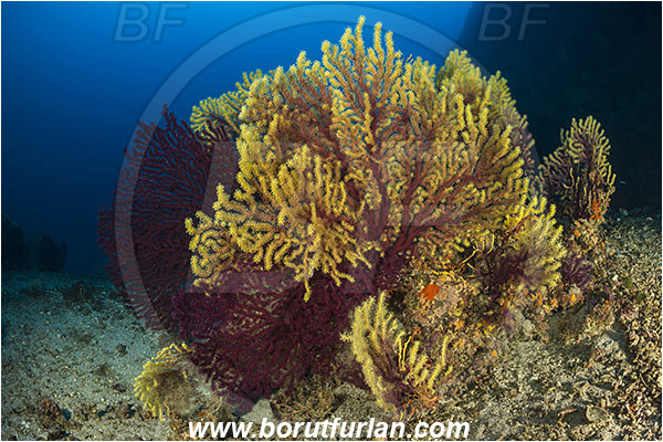 Island Zirje, Croatia, Adriatic sea, Mediterranean sea, Paramuricea clavata, Paramuricea, Plexauridae, Mediterranean gorgonian, Sea fan, Coral, Cnidaria, Cnidarian, Reef