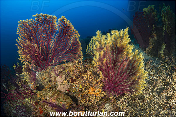 Island Zirje, Croatia, Adriatic sea, Mediterranean sea, Paramuricea clavata, Paramuricea, Plexauridae, Mediterranean gorgonian, Sea fan, Coral, Cnidaria, Cnidarian, Reef