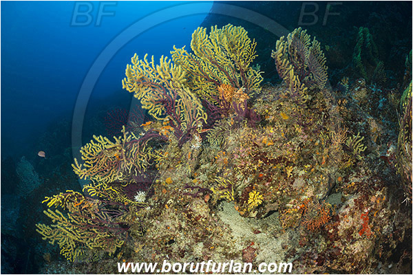 Island Zirje, Croatia, Adriatic sea, Mediterranean sea, Paramuricea clavata, Paramuricea, Plexauridae, Mediterranean gorgonian, Sea fan, Coral, Cnidaria, Cnidarian, Reef