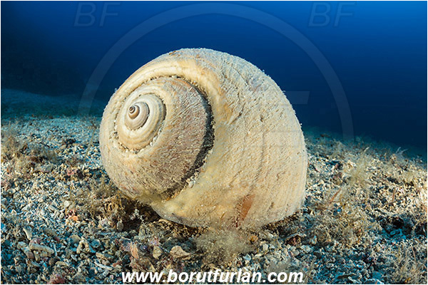 Island Zmajan, Croatia, Adriatic sea, Mediterranean sea, Tonna galea, Tonna, Tonnidae, Giant tun, Tun shell, Sea snail, Gastropoda, Mollusca, Mollusc, Sand