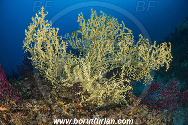 Island Zirje, Croatia, Adriatic sea, Mediterranean sea, Savalia savaglia, Savalia, Mediterranean Gold Coral, False Mediterranean Black Coral, Sea fan, Coral, Anthozoa, Cnidaria, Cnidarian, Reef