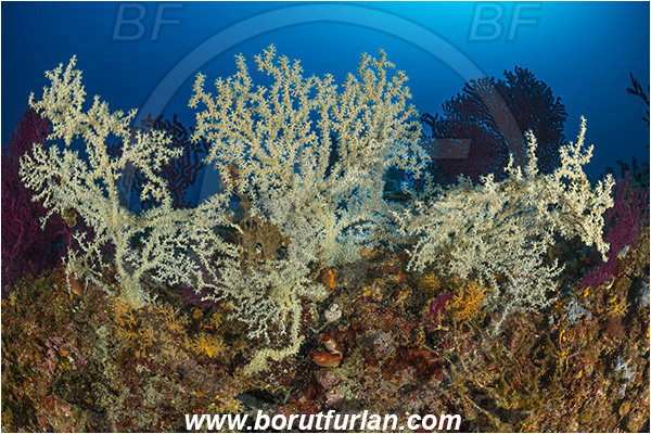 Island Zirje, Croatia, Adriatic sea, Mediterranean sea, Savalia savaglia, Savalia, Mediterranean Gold Coral, False Mediterranean Black Coral, Sea fan, Coral, Anthozoa, Cnidaria, Cnidarian, Reef