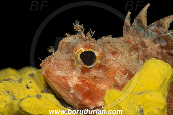 Island Kaprije, Croatia, Adriatic sea, Mediterranean sea, Scorpaena notata, Scorpaena, Scorpaenidae, Small red scorpionfish, Scorpionfish, Fish, Portrait