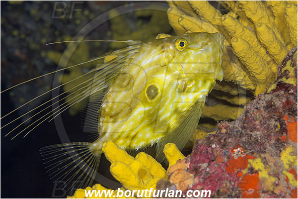 Island Kaprije, Croatia, Adriatic sea, Mediterranean sea, Zeus faber, Zeus, Zeidae, John Dory, St Pierre, Peter