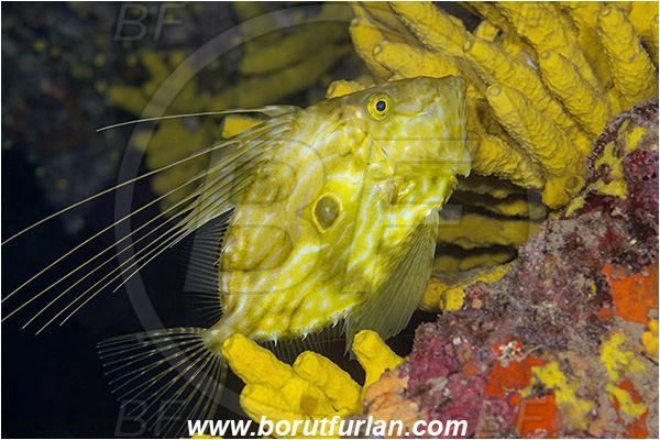 Island Kaprije, Croatia, Adriatic sea, Mediterranean sea, Zeus faber, Zeus, Zeidae, John Dory, St Pierre, Peter