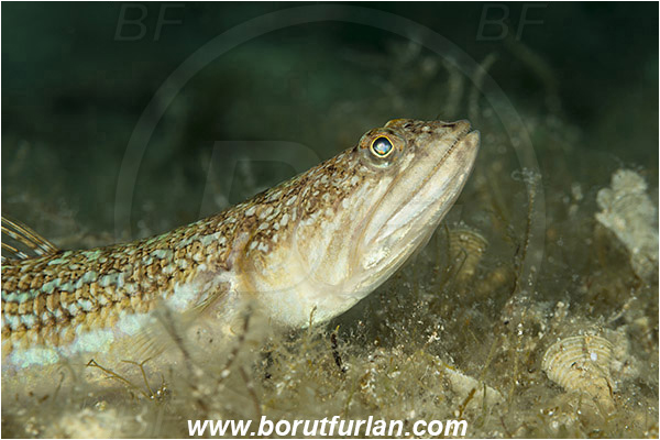 Island Kaprije, Croatia, Adriatic sea, Mediterranean sea, Synodus saurus, Synodus, Synodontidae, Atlantic lizardfish, Lizardfish, Fish, Portrait