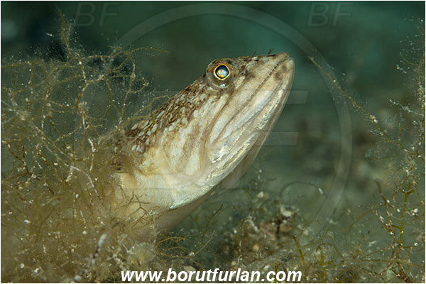 Island Kaprije, Croatia, Adriatic sea, Mediterranean sea, Synodus saurus, Synodus, Synodontidae, Atlantic lizardfish, Lizardfish, Fish, Portrait