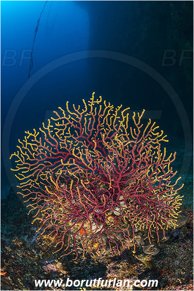 Island Zirje, Croatia, Adriatic sea, Mediterranean sea, Paramuricea clavata, Paramuricea, Plexauridae, Mediterranean gorgonian, Sea fan, Coral, Cnidaria, Cnidarian, Reef