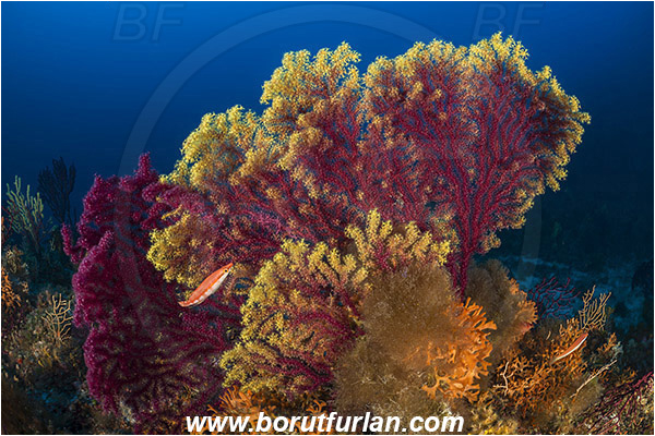 Island Zirje, Croatia, Adriatic sea, Mediterranean sea, Paramuricea clavata, Paramuricea, Plexauridae, Mediterranean gorgonian, Sea fan, Coral, Cnidaria, Cnidarian, Reef
