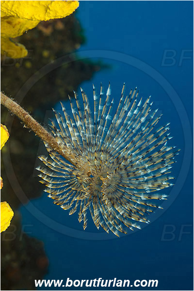 Island Zlarin, Croatia, Adriatic sea, Mediterranean sea, Sabella spallanzanii, Sabella, Sabellidae, Mediterranean fanworm, Worm, Polychaeta