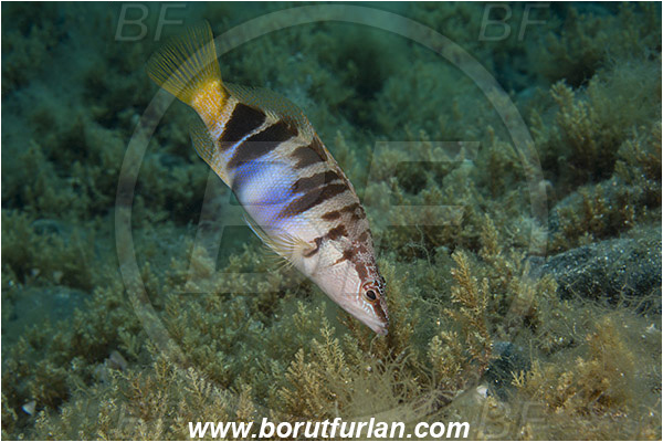 Island Zlarin, Croatia, Adriatic sea, Mediterranean sea, Serranus scriba, Serranus, Serranidae, Painted comber, Fish