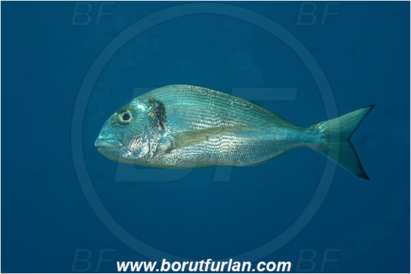 Island Zlarin, Croatia, Adriatic sea, Mediterranean sea, Sparus aurata, Sparus, Sparidae, Gilthead seabream, Bream, Fish