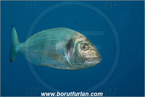 Island Zlarin, Croatia, Adriatic sea, Mediterranean sea, Sparus aurata, Sparus, Sparidae, Gilthead seabream, Bream, Fish